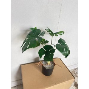 Dekorativní umělá rostlina - Hawaj - 30 cm